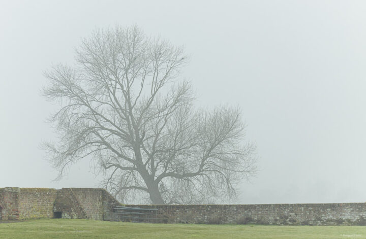 2021 S08 Misty Flanders Fields